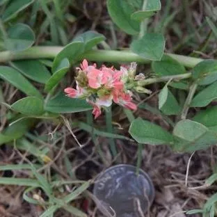 thumbnail for publication: Creeping Indigo, A Poisonous Plant of Concern in Florida Pastures